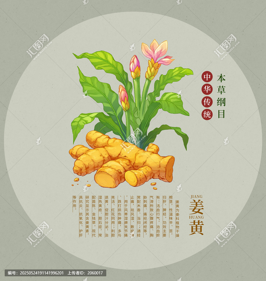 傳統(tǒng)本草綱目之姜黃插畫(huà)