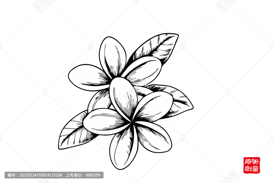 黑白手繪雞蛋花圖案桂花