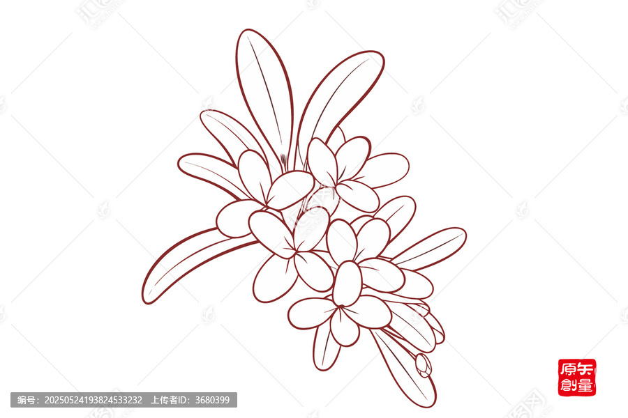 手繪簡約花卉線稿桂花圖案