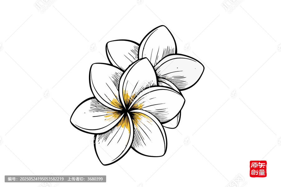 手繪雞蛋花花卉茉莉花圖案