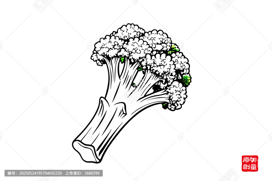 手繪西蘭花蔬菜插畫