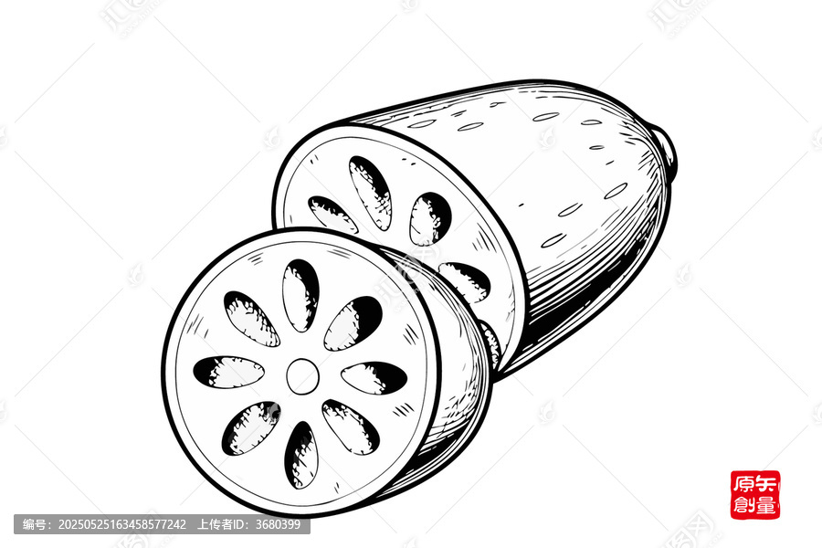 黑白手繪蓮藕切片圖