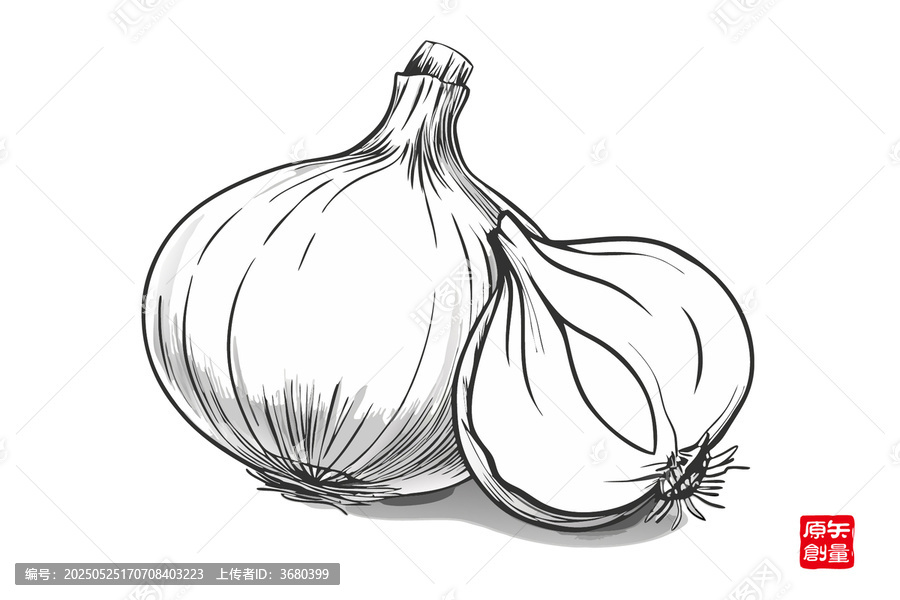 手繪大蒜黑白插畫素材