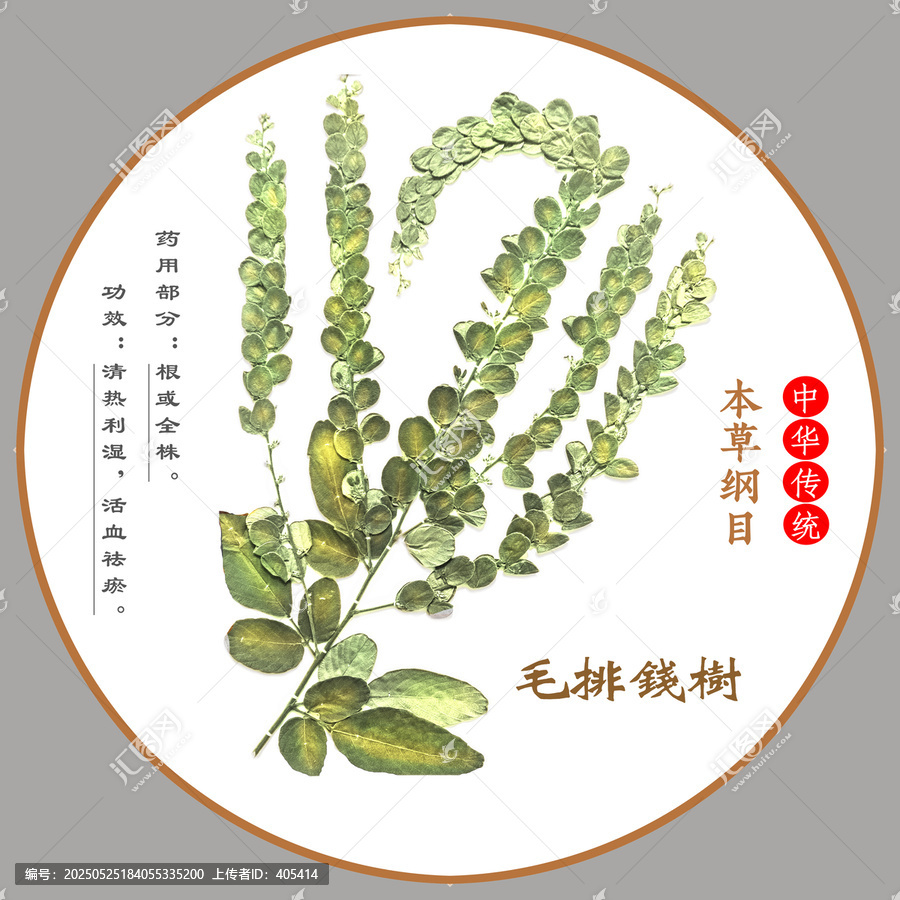 中草藥毛排錢樹植物標本本草綱目圖譜圖示