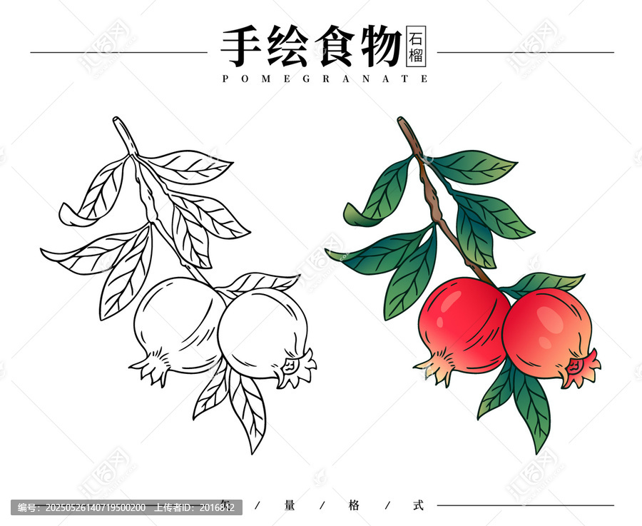 手繪石榴矢量圖