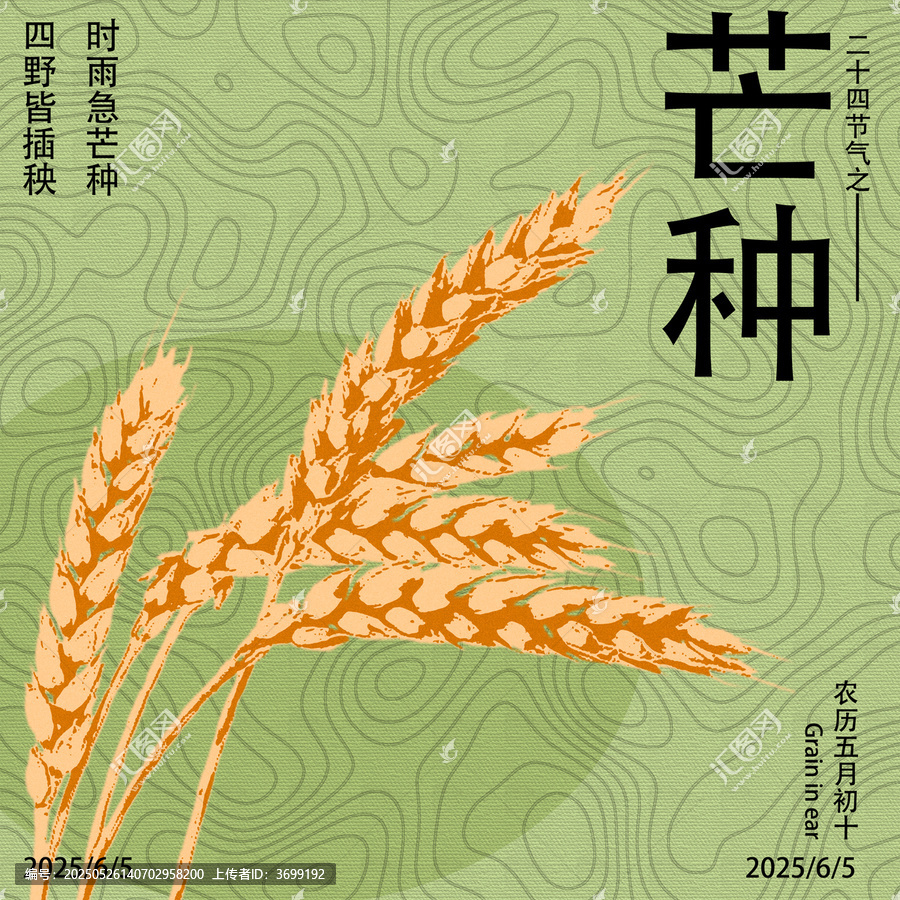 芒種時(shí)節(jié)的麥穗插畫