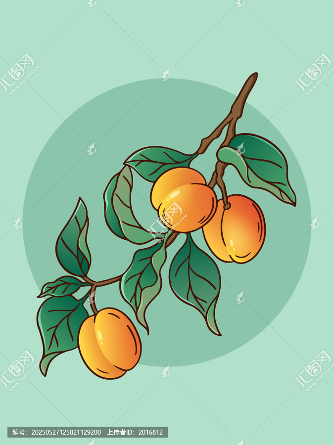 枝頭黃杏插畫素材