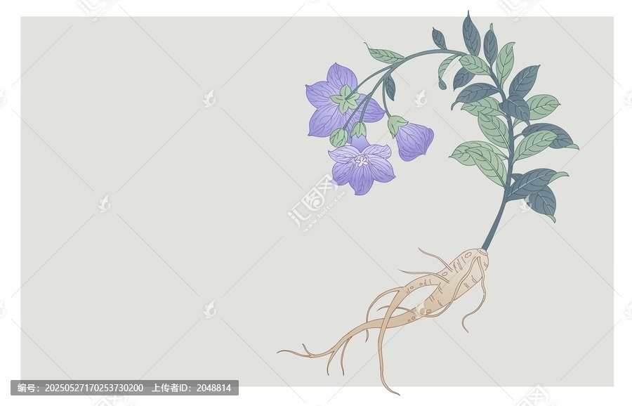手繪紫色桔梗植物插畫