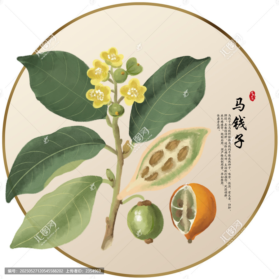 手繪中草藥馬錢子養(yǎng)生藥材
