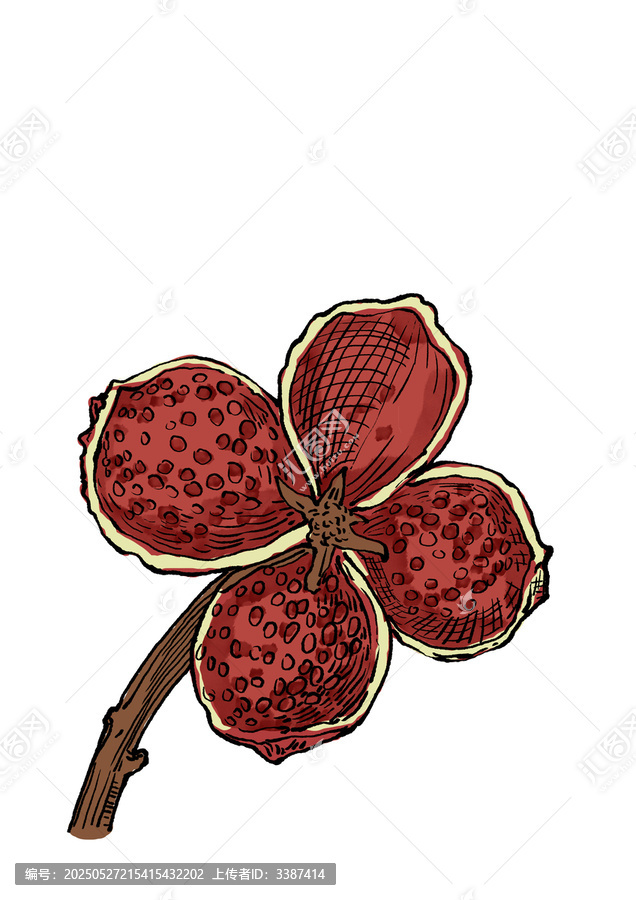 手繪紅花椒