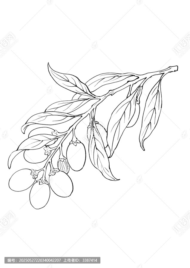 手繪果實(shí)枝葉線(xiàn)稿圖