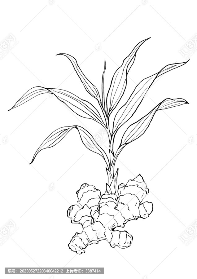 手繪線條風(fēng)生姜植物圖