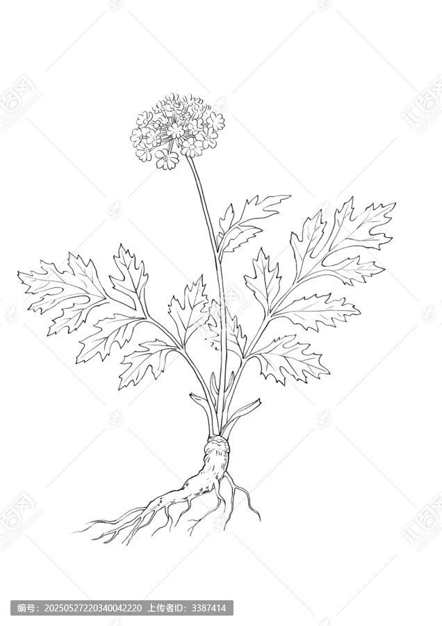 手繪植物花卉線稿圖