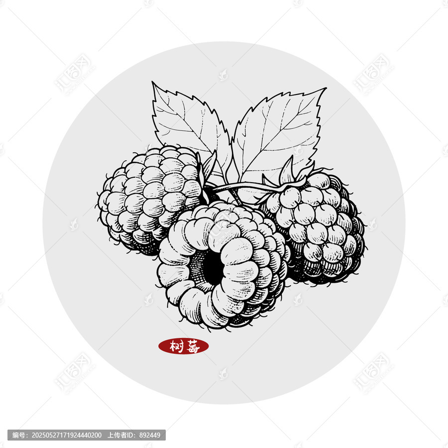 樹莓插畫