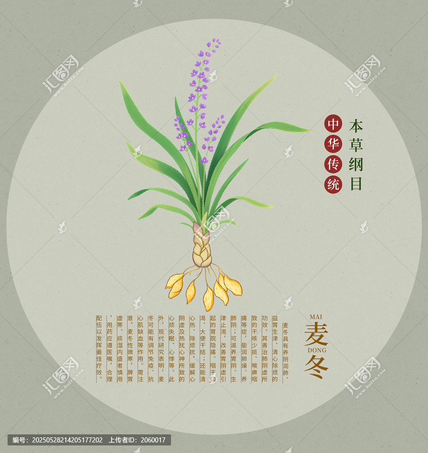 傳統(tǒng)中藥材麥冬手繪插畫
