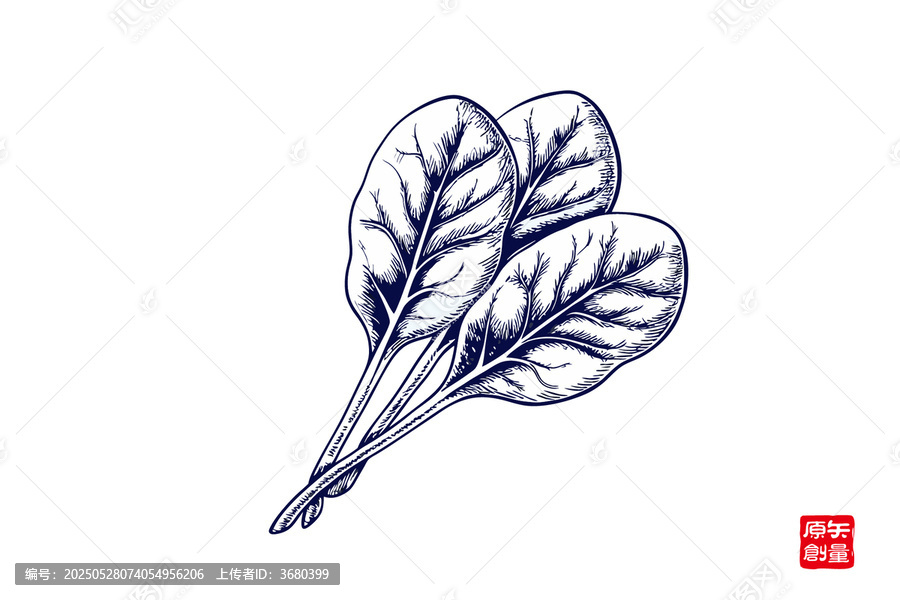 手繪風(fēng)新鮮菠菜插畫