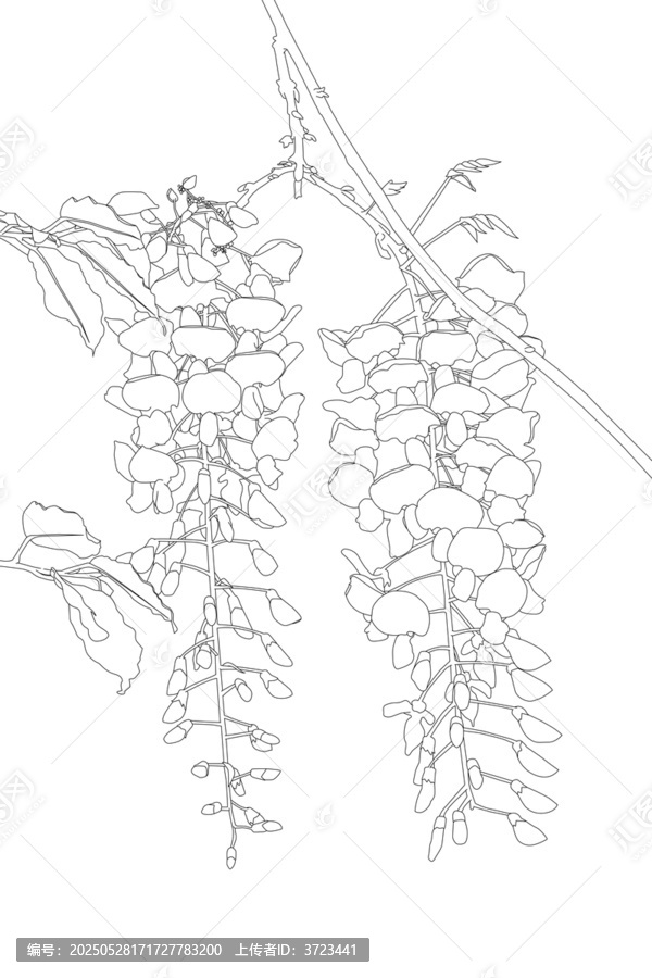 紫藤花線描花卉素材