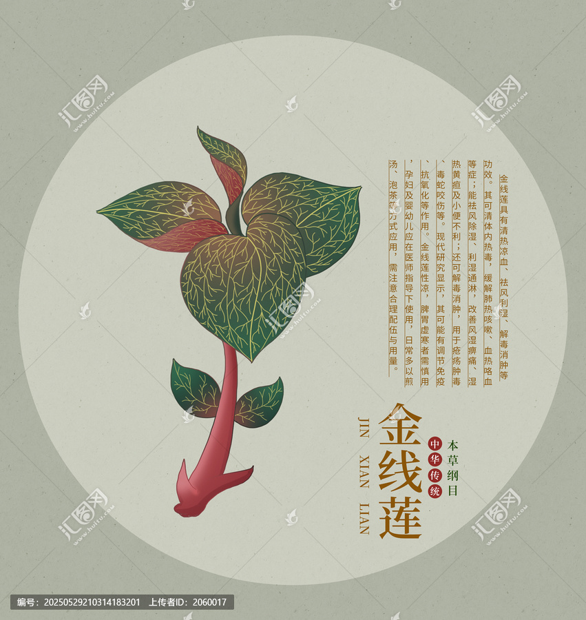 金線蓮植物插畫設(shè)計(jì)素材