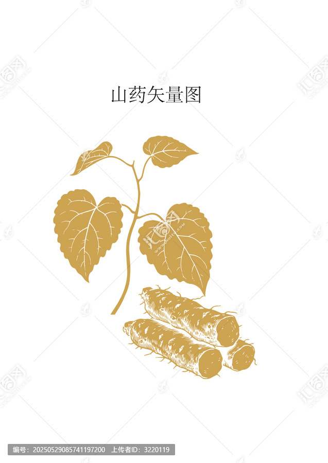 金色山藥矢量插畫素材