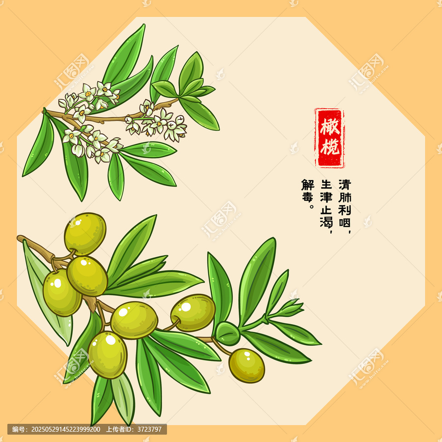橄欖插畫