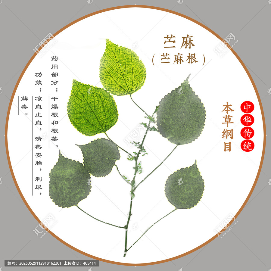 中草藥苧麻植物標本本草綱目圖譜圖示