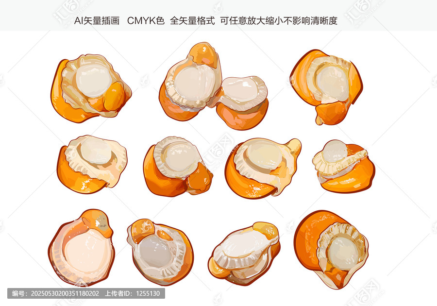 扇貝肉插畫矢量素材