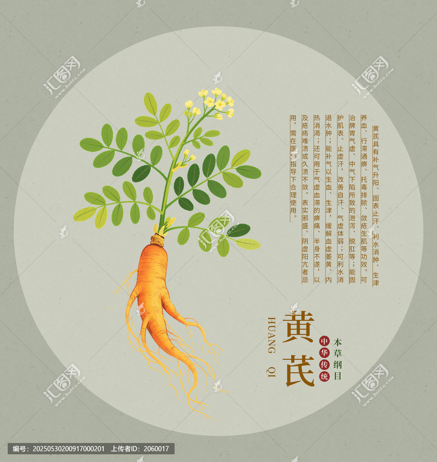 傳統(tǒng)中藥材黃芪插畫圖