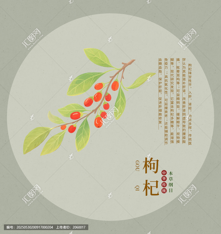 枸杞手繪插畫素材藥材本草綱目