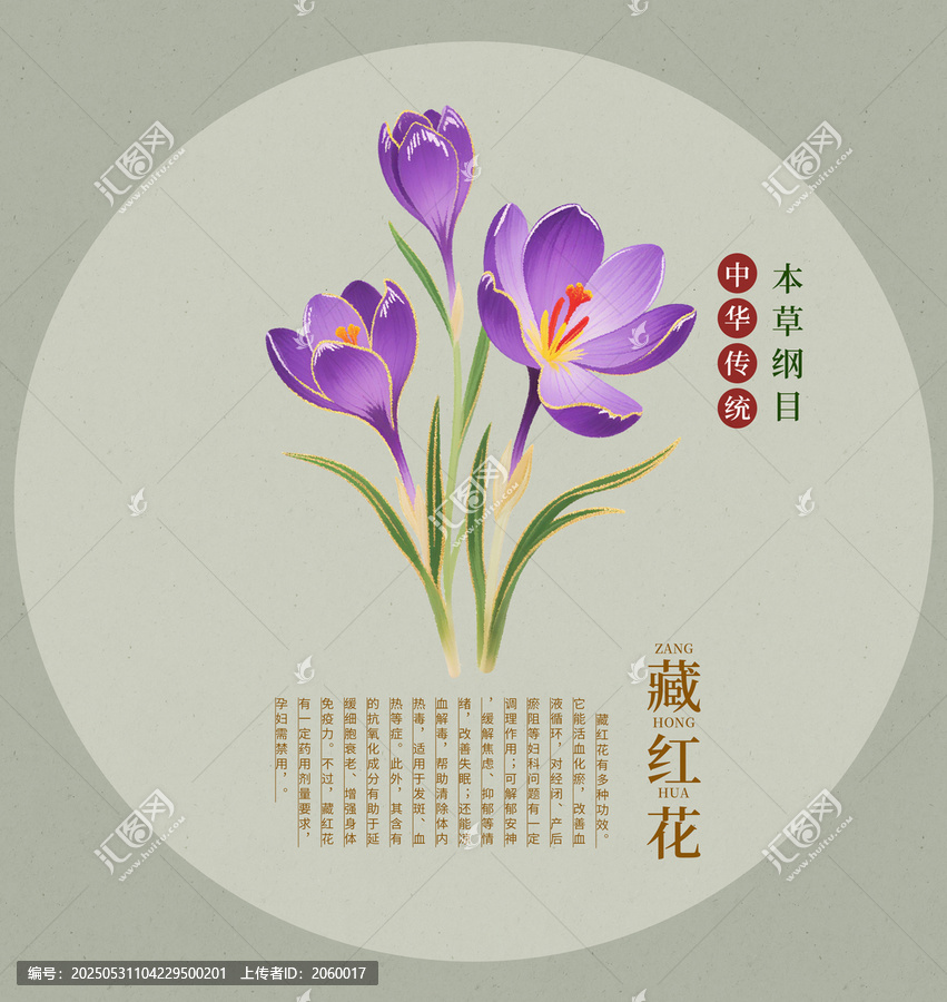 藏紅花插畫手繪中草藥本草綱目