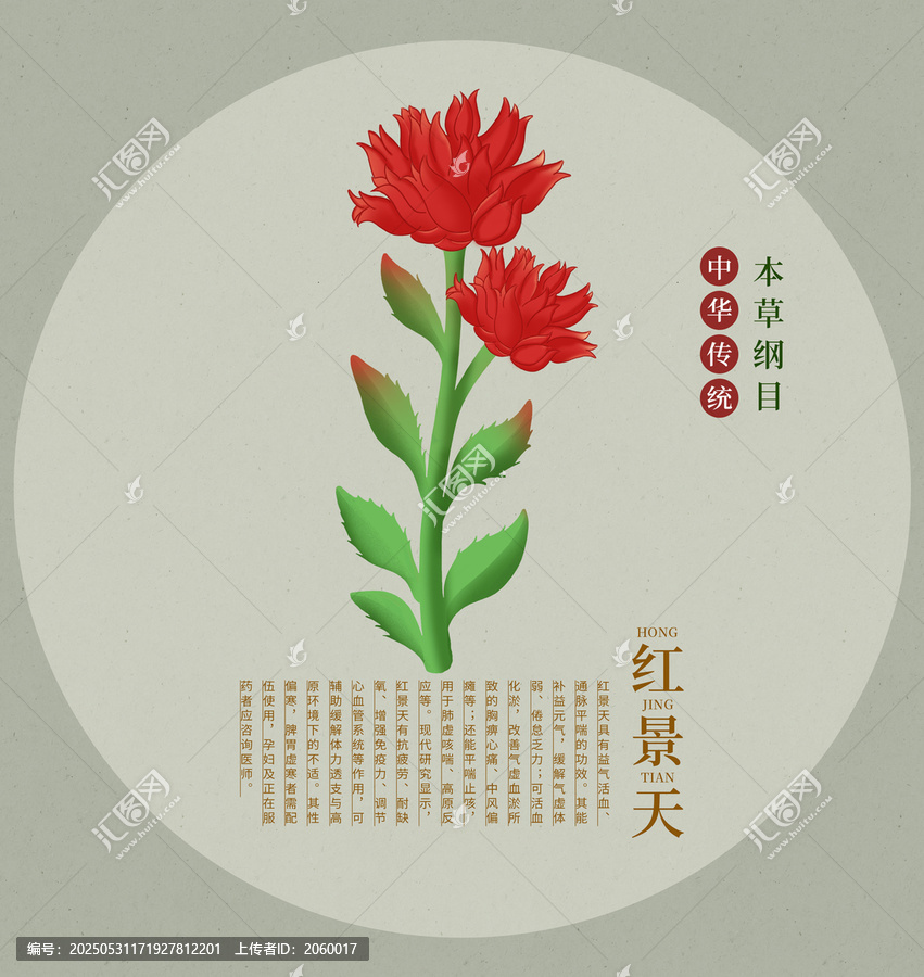 傳統(tǒng)本草之紅景天插畫