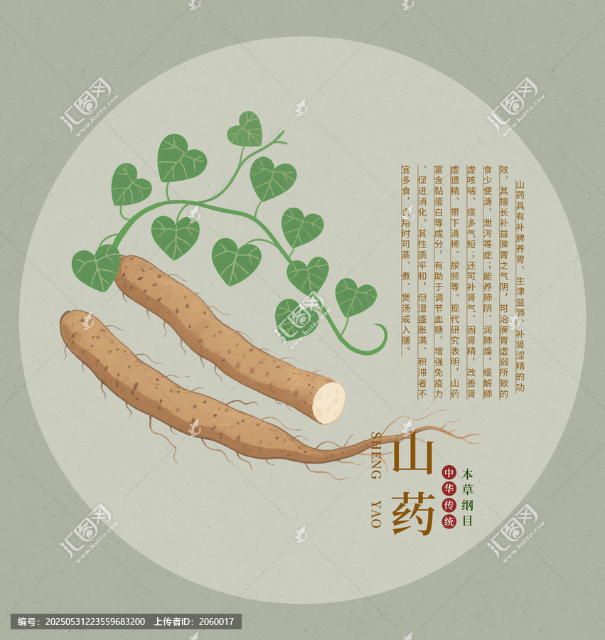 傳統(tǒng)中藥材山藥插畫圖