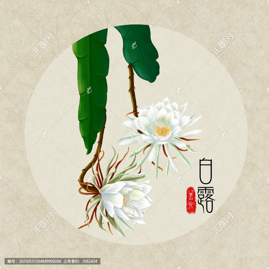 24節(jié)氣之白露曇花