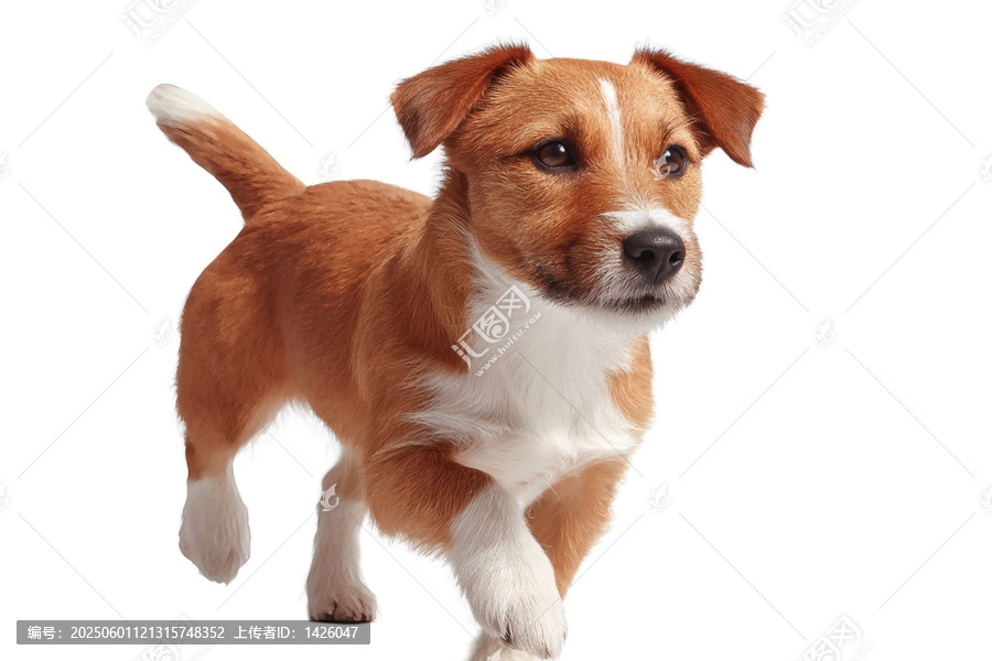 [免摳素材]杰克羅素梗犬幼犬特寫