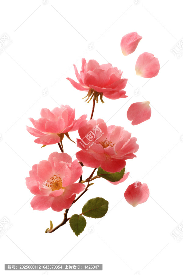 [免摳素材]粉紅玫瑰花瓣飄落