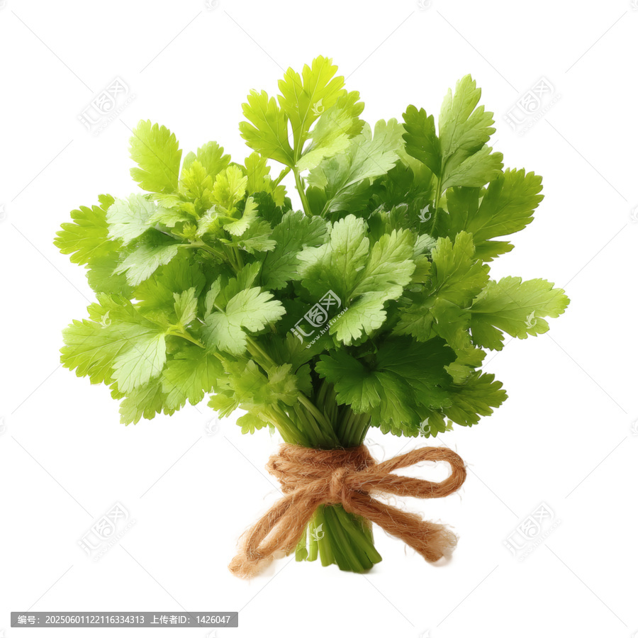 [免摳素材]新鮮芫荽束特寫