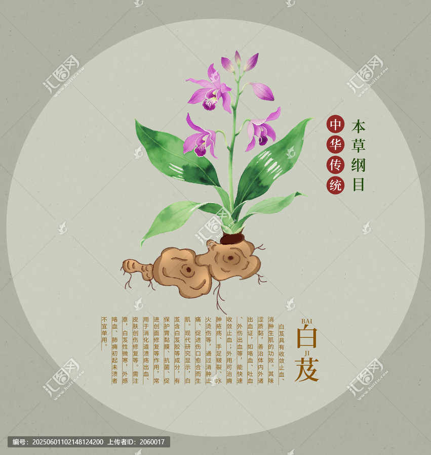 傳統(tǒng)中藥材白芨手繪插畫