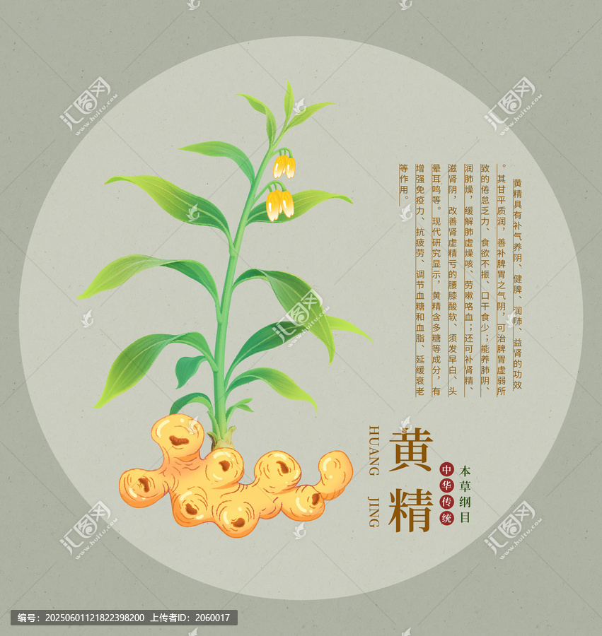 黃精植物插畫中草藥圖鑒