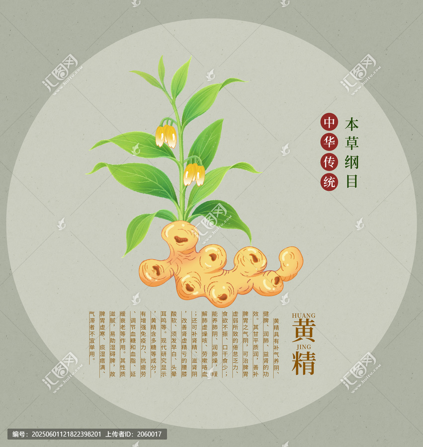 傳統(tǒng)中藥材黃精插畫圖