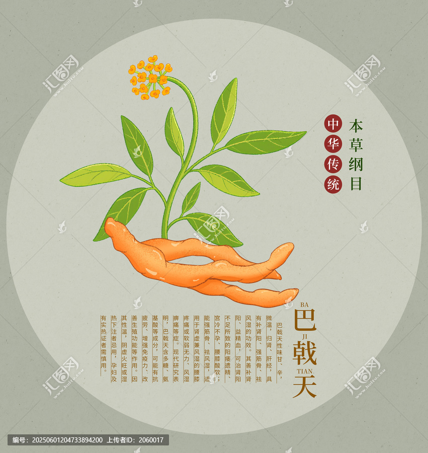 傳統(tǒng)中藥材巴戟天插畫