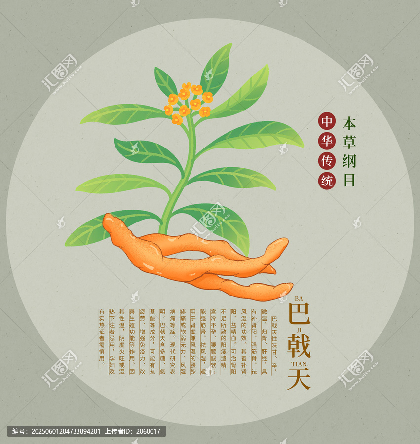 巴戟天中草藥本草綱目圖鑒
