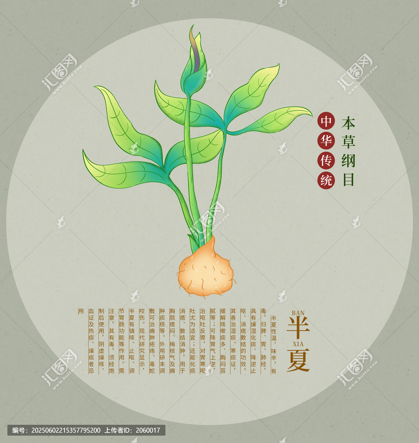 傳統(tǒng)中藥半夏插畫圖