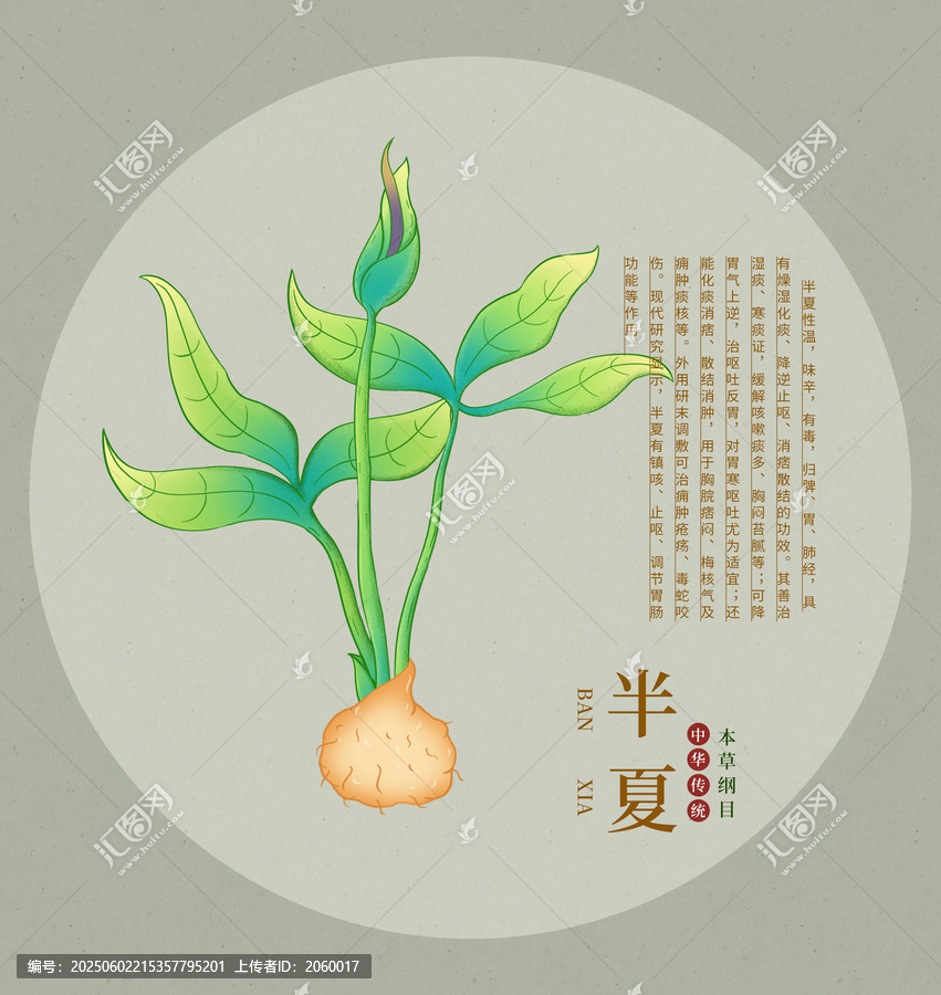 手繪中藥材半夏插畫圖