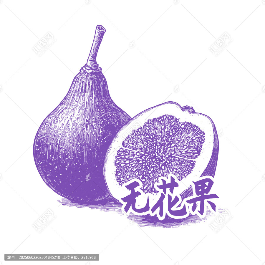 手繪紫色無花果插畫