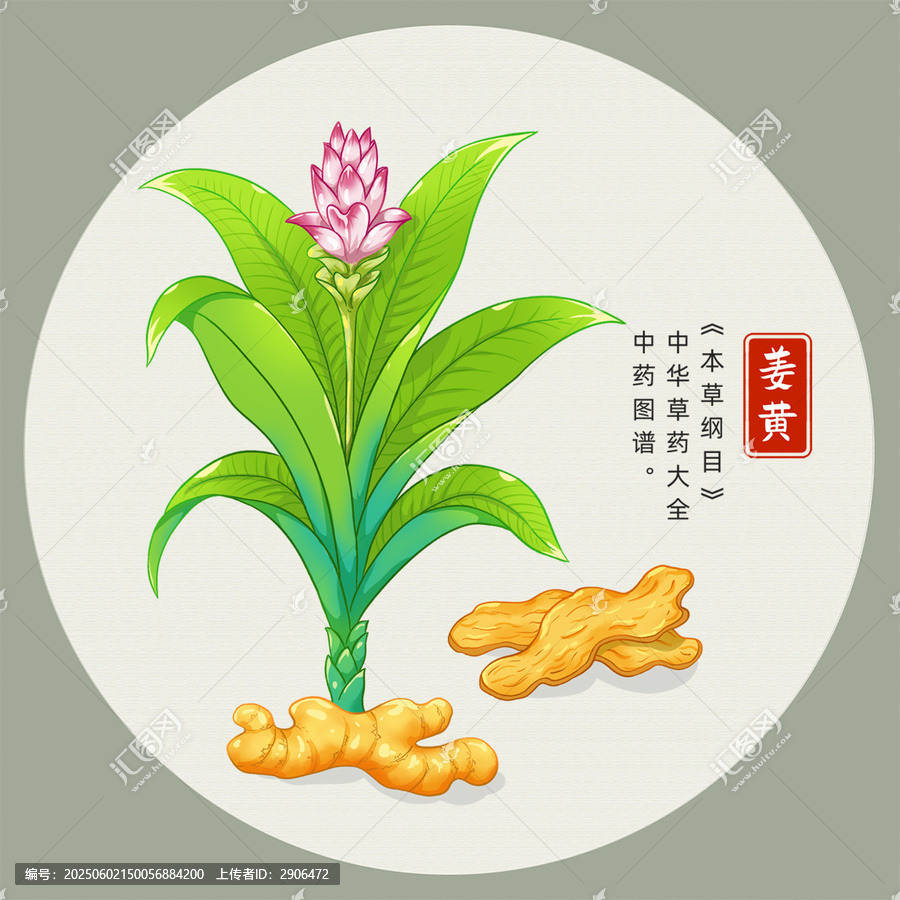 姜黃插畫手繪