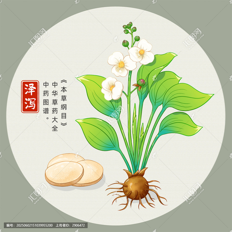 澤瀉插畫手繪