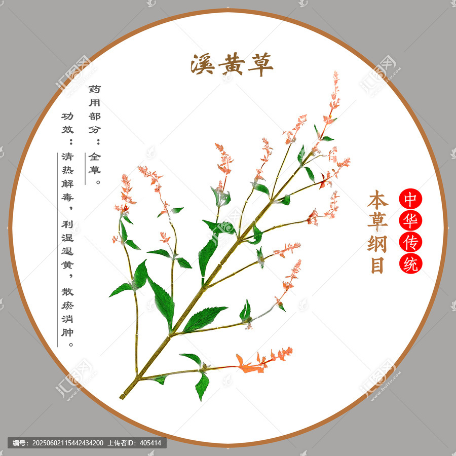 中草藥溪黃草植物標(biāo)本本草綱目圖譜圖示