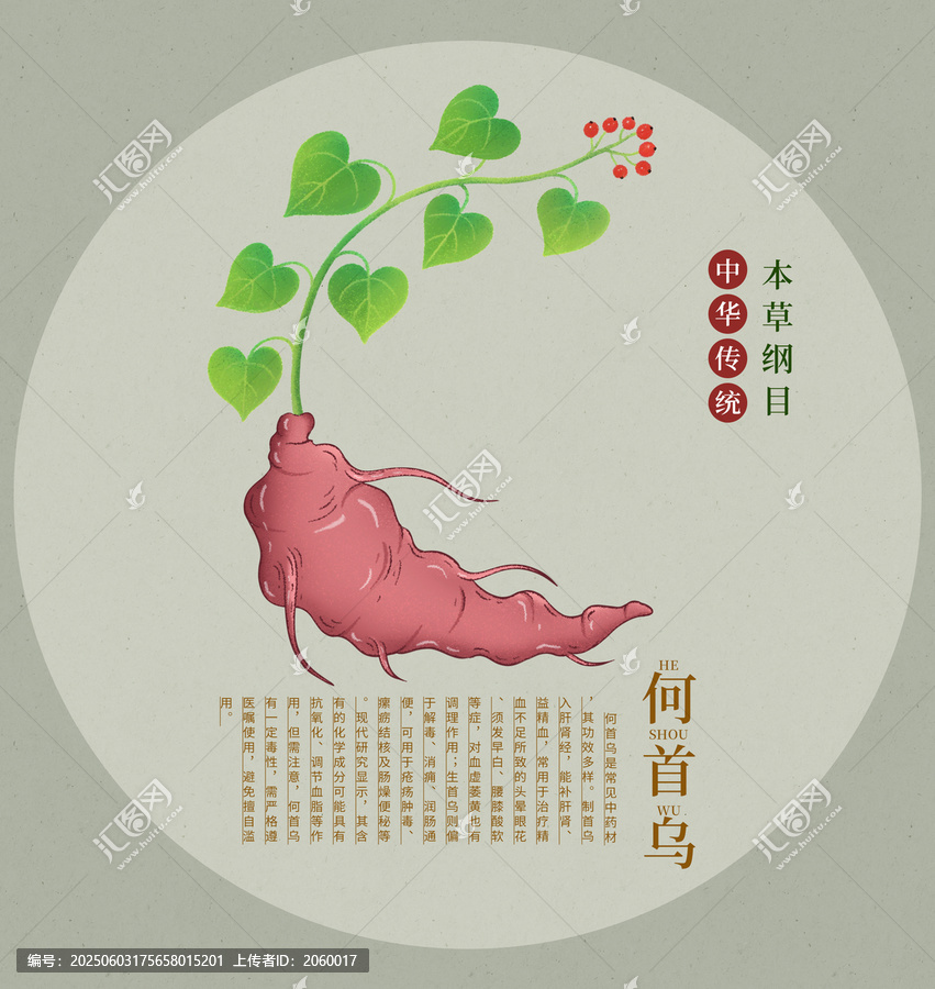 傳統(tǒng)中藥材何首烏插畫(huà)
