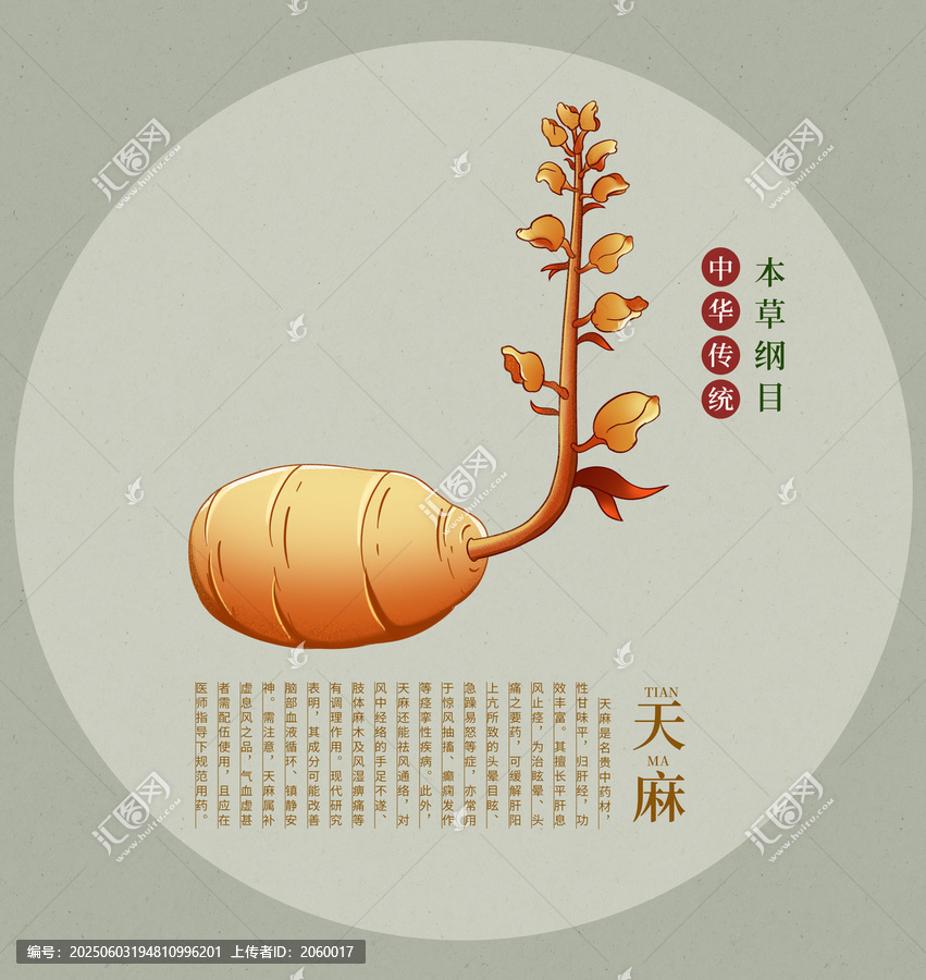 傳統(tǒng)天麻本草綱目插畫