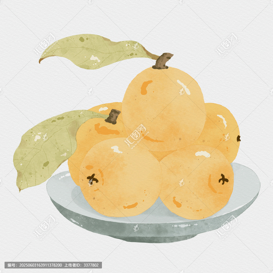 枇杷插畫