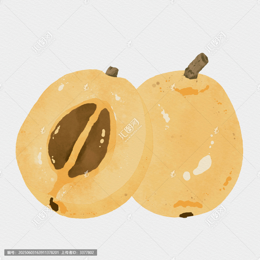 枇杷插畫
